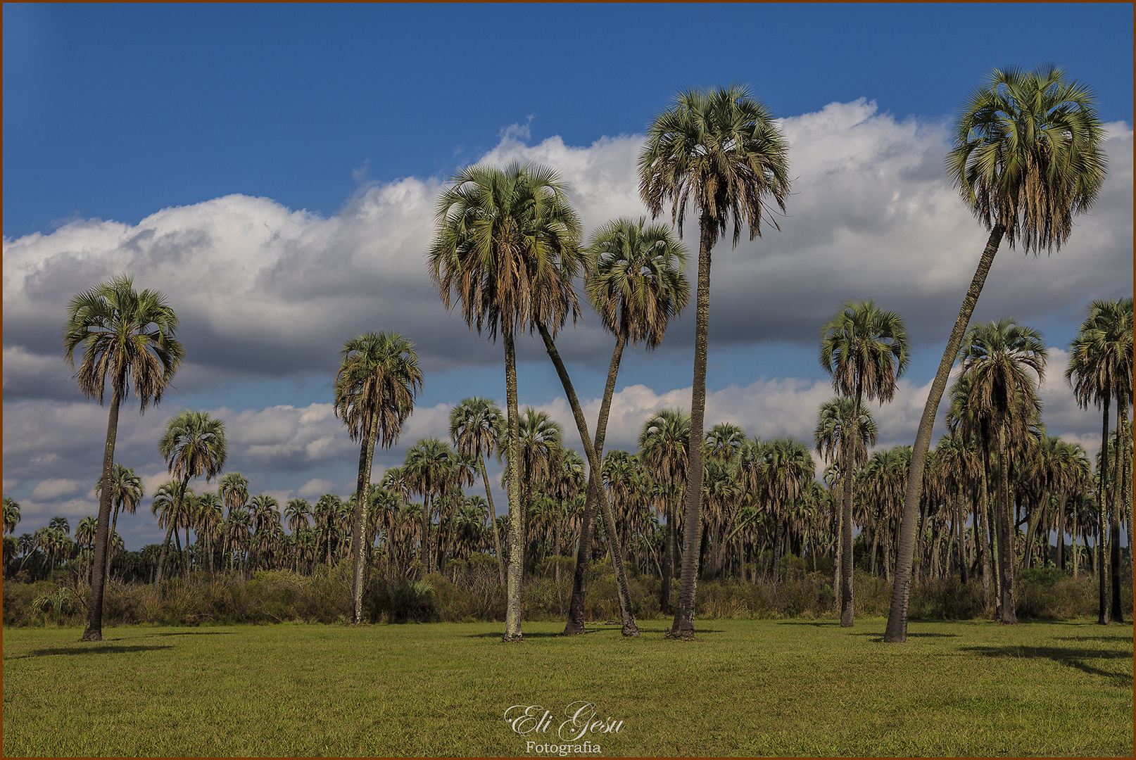 El Palmar