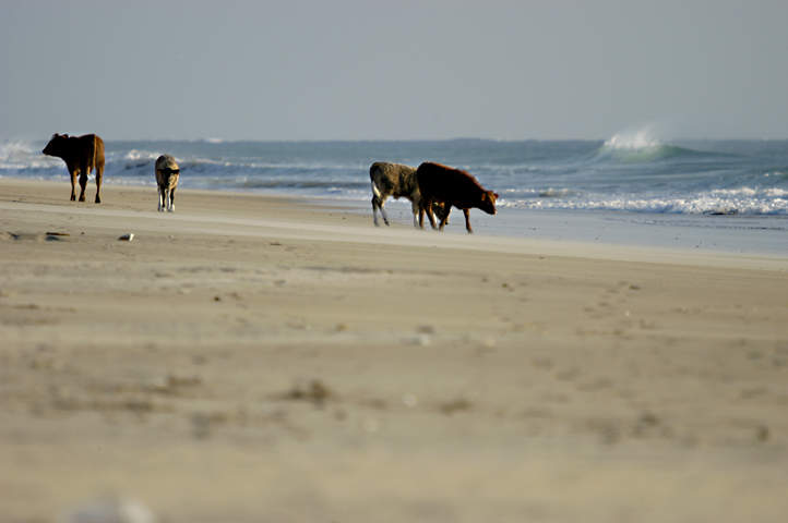 el palmar...real locals