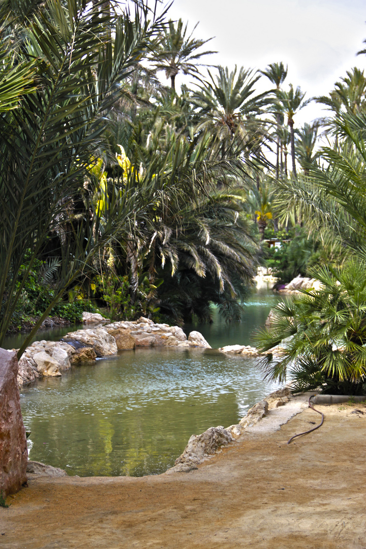 El palmeral Imagen & Foto paisajes, campo, palmeral Fotos de