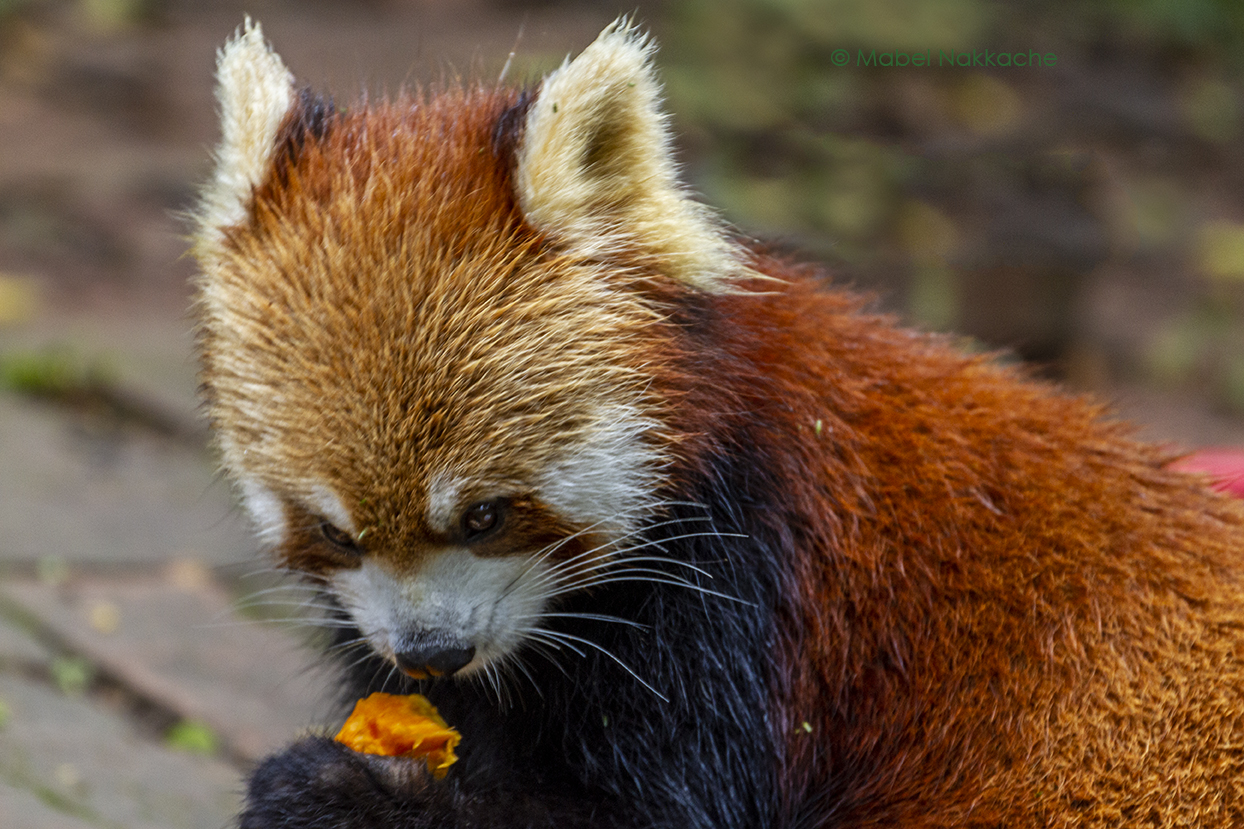 El panda rojo no es un zorro