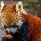 El panda rojo no es un zorro