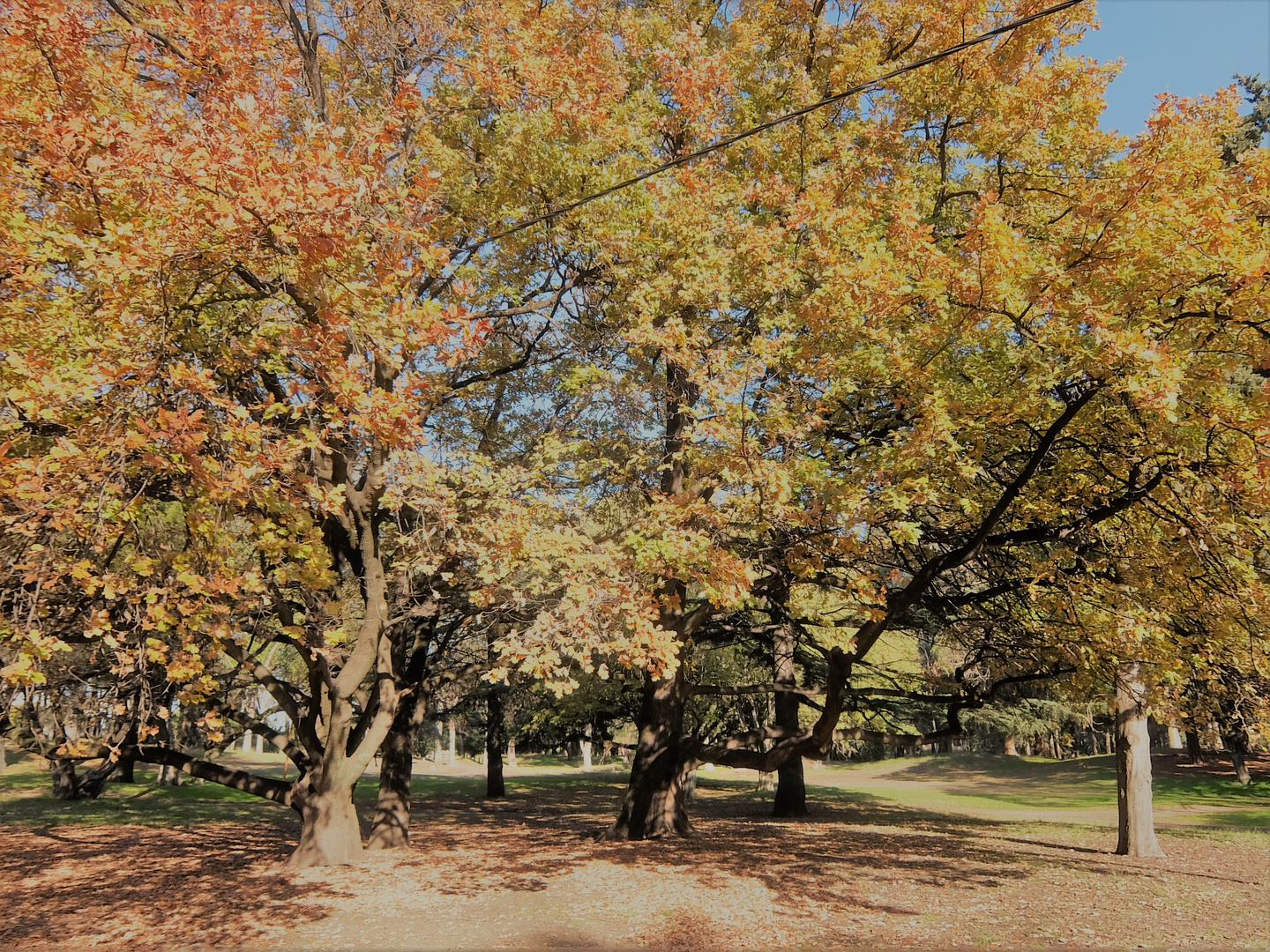 EL PARQUE,MI CORAZON