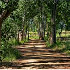 El paseo de las hadas