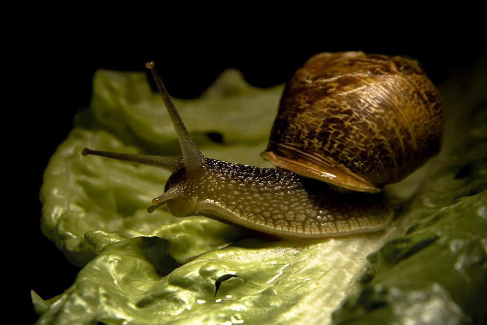 El paseo del caracol