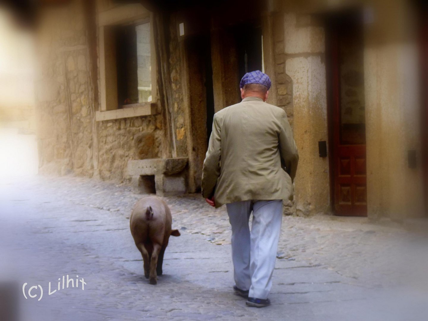 El paseo del cerdo Ibérico