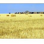 El pastor i el seu ramat - The shepherd and his flock