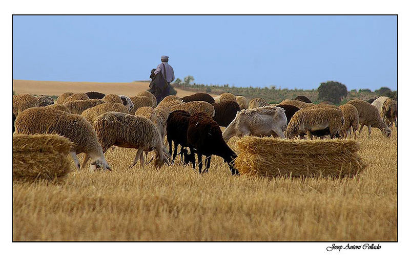 El pastor - The shepherd