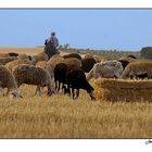 El pastor - The shepherd