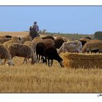 El pastor - The shepherd