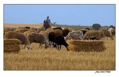 El pastor - The shepherd