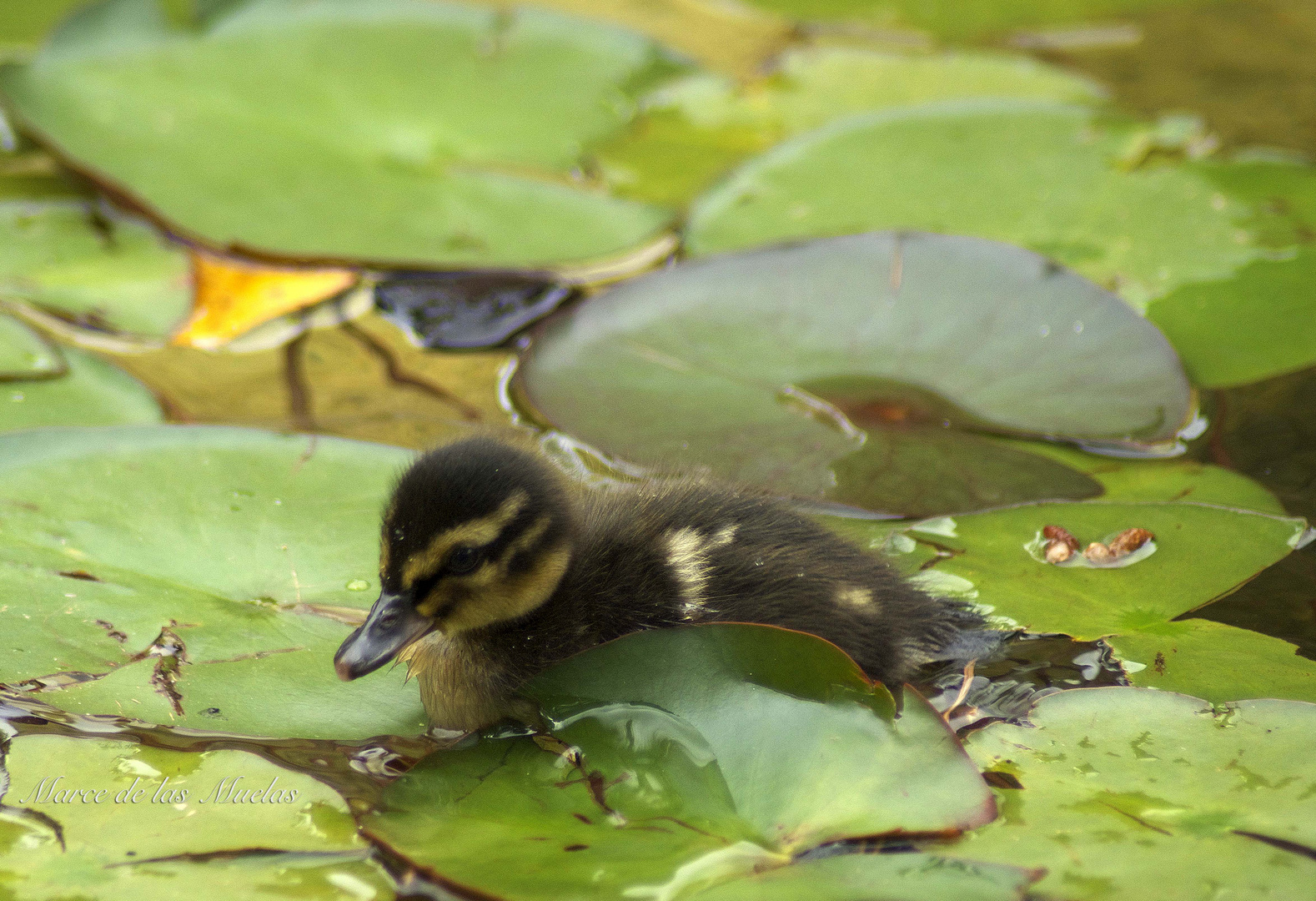 ...el patito...