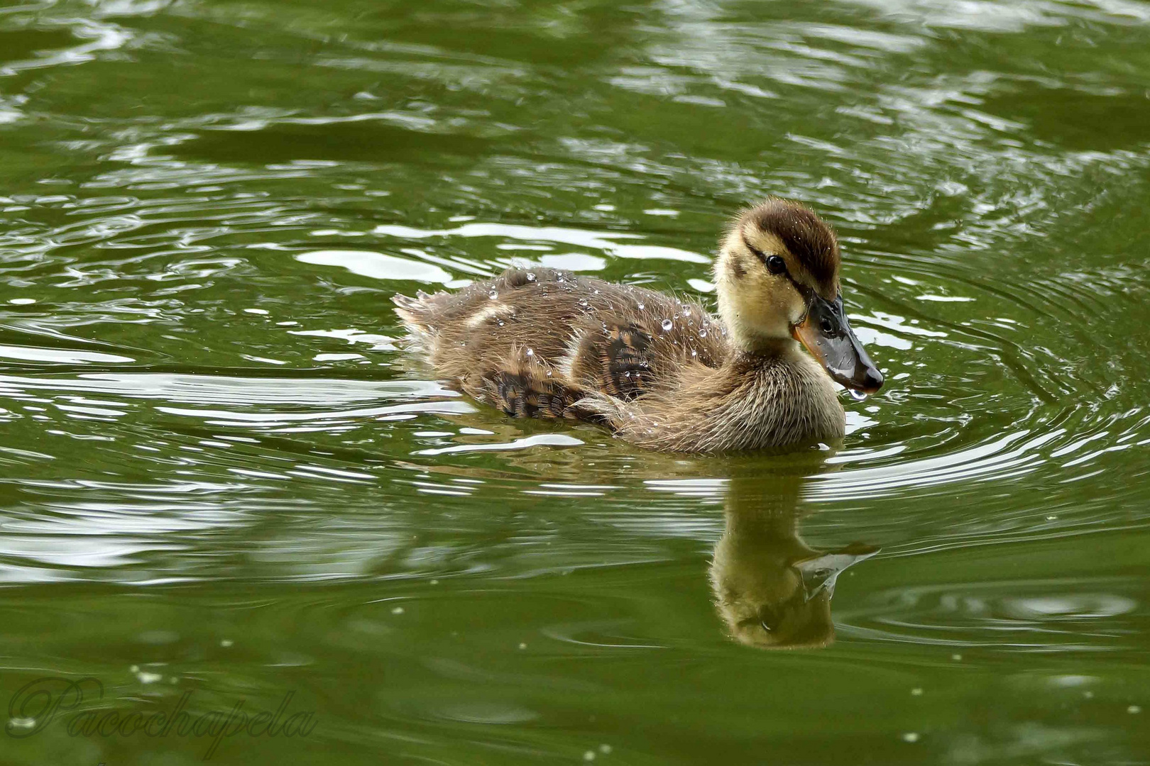 El patito feo