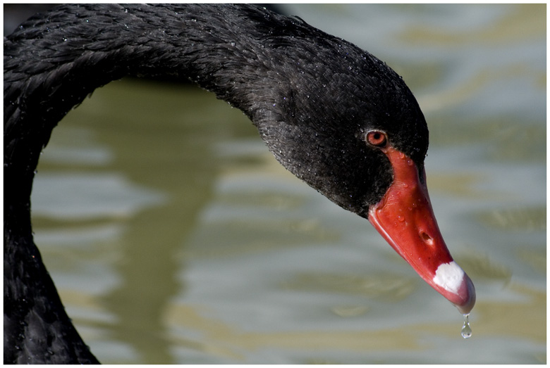 El patito " feo "