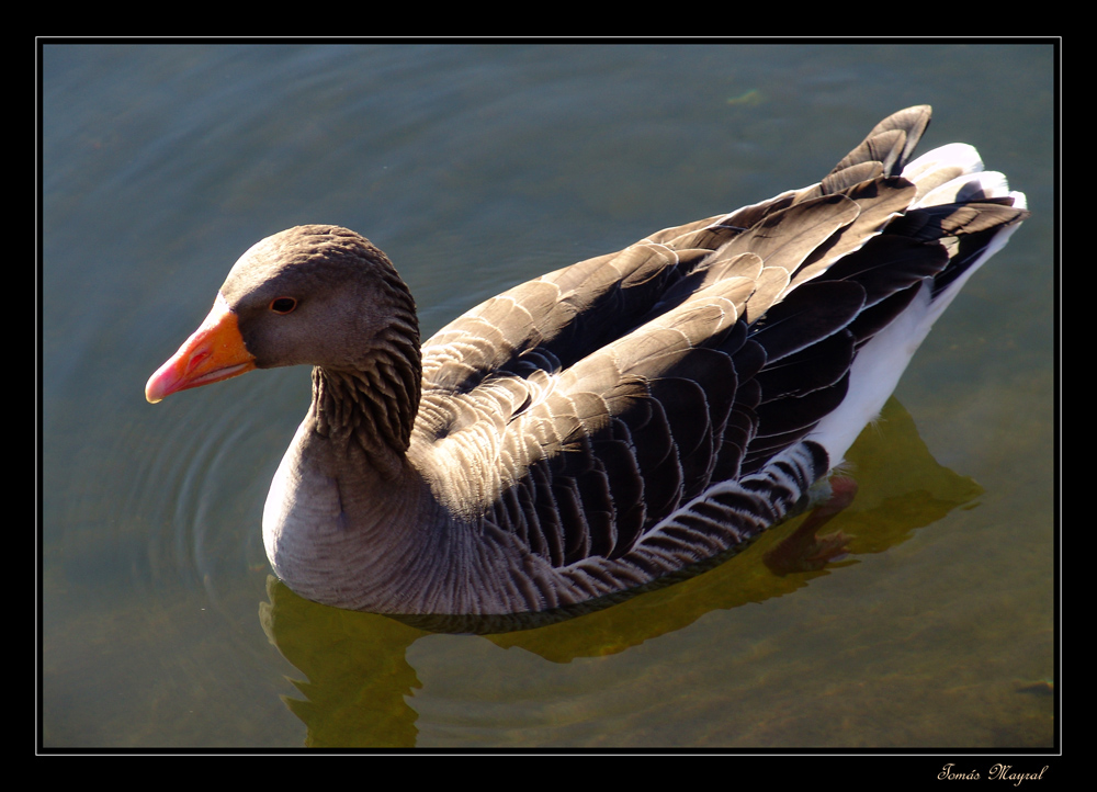 El Patito Feo