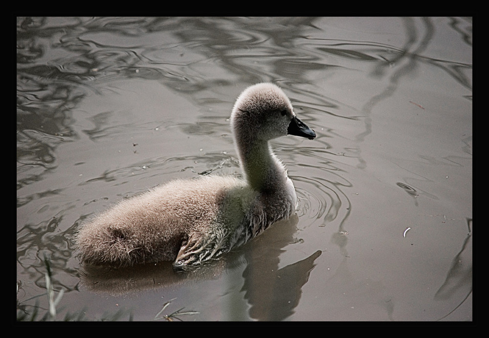 El patito feo