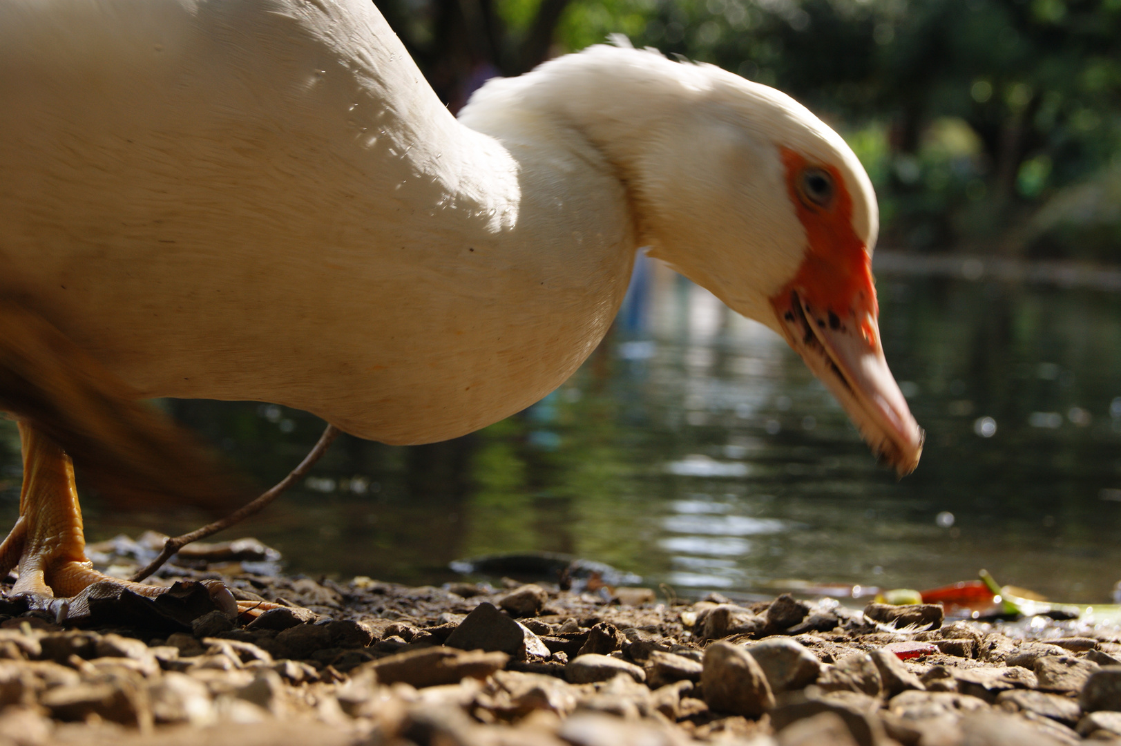 EL PATO