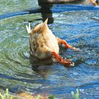 el pato donald buscando oro