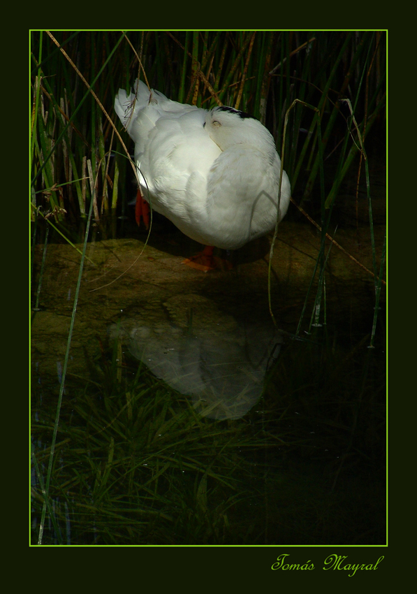 El Pato Dormilón