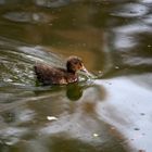 el pato Lucas tambien fué pequeño