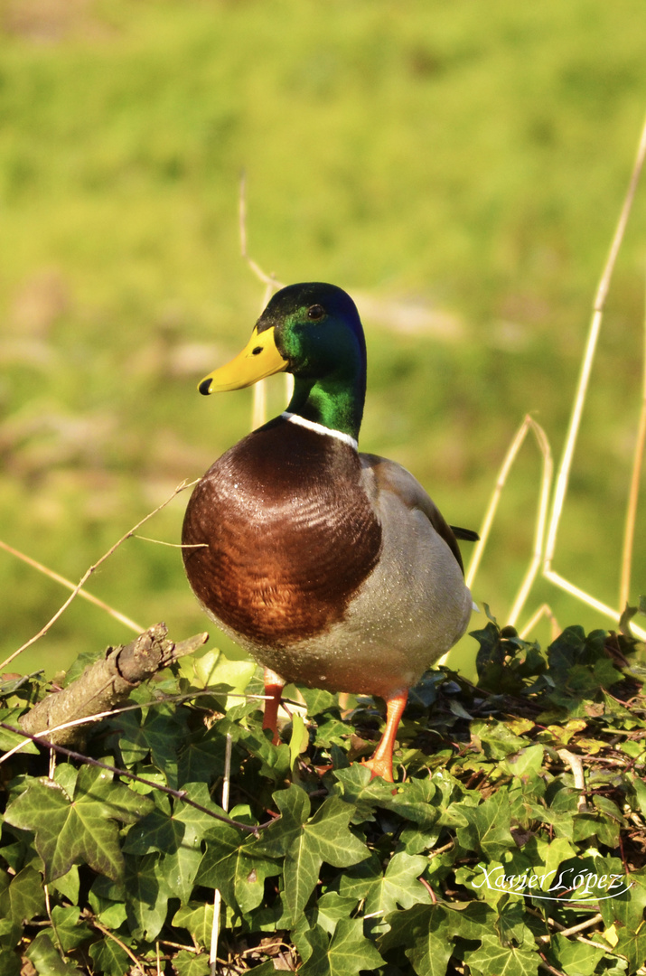 EL PATO POSADO