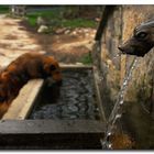 El pato que da de beber al perro