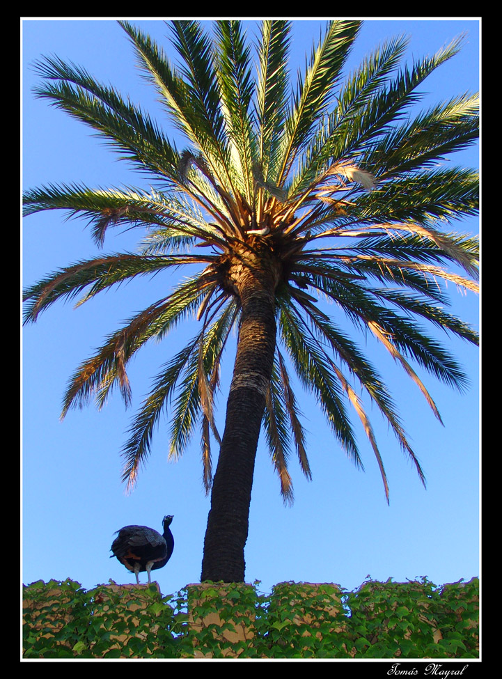 El Pavo Indultado Escapa