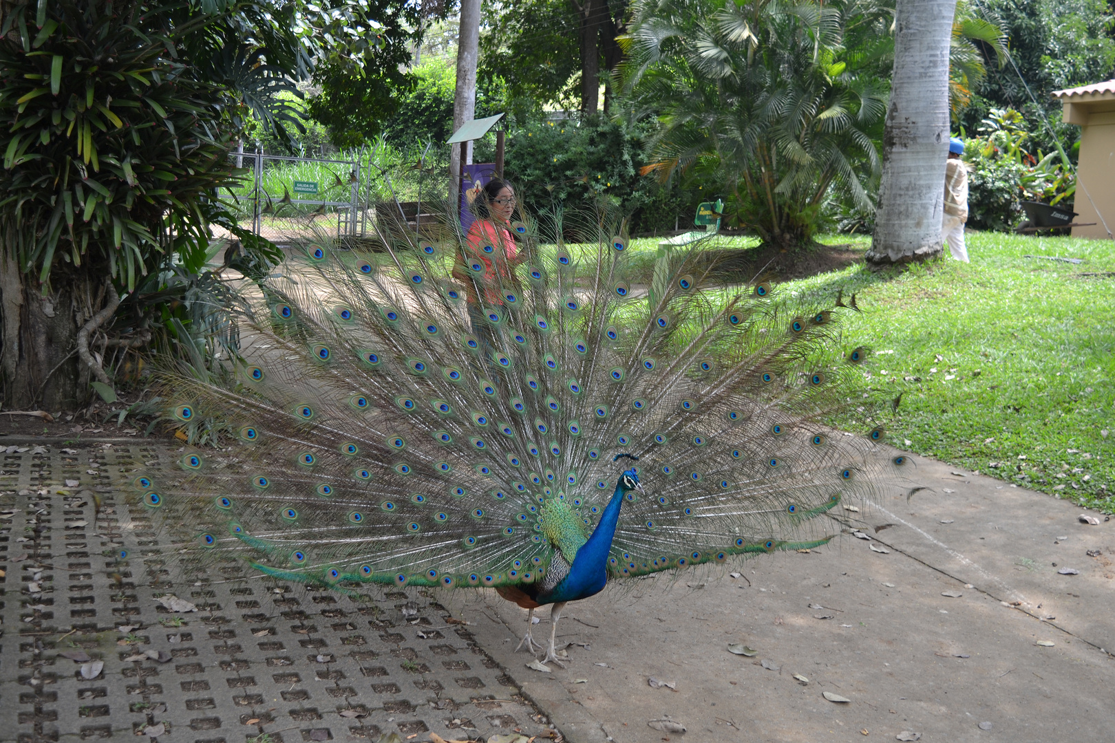 EL PAVO REAL IMPONENTE