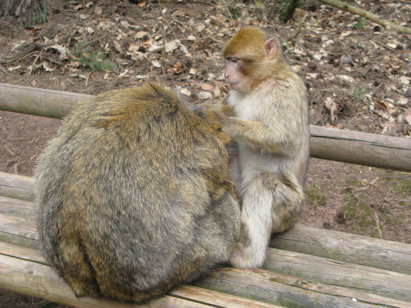 El peluquero