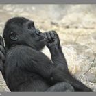 El pensamiento del Chimpance
