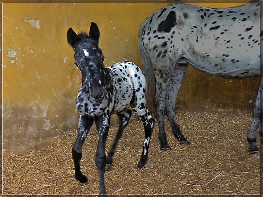 El pequeño " Appi "