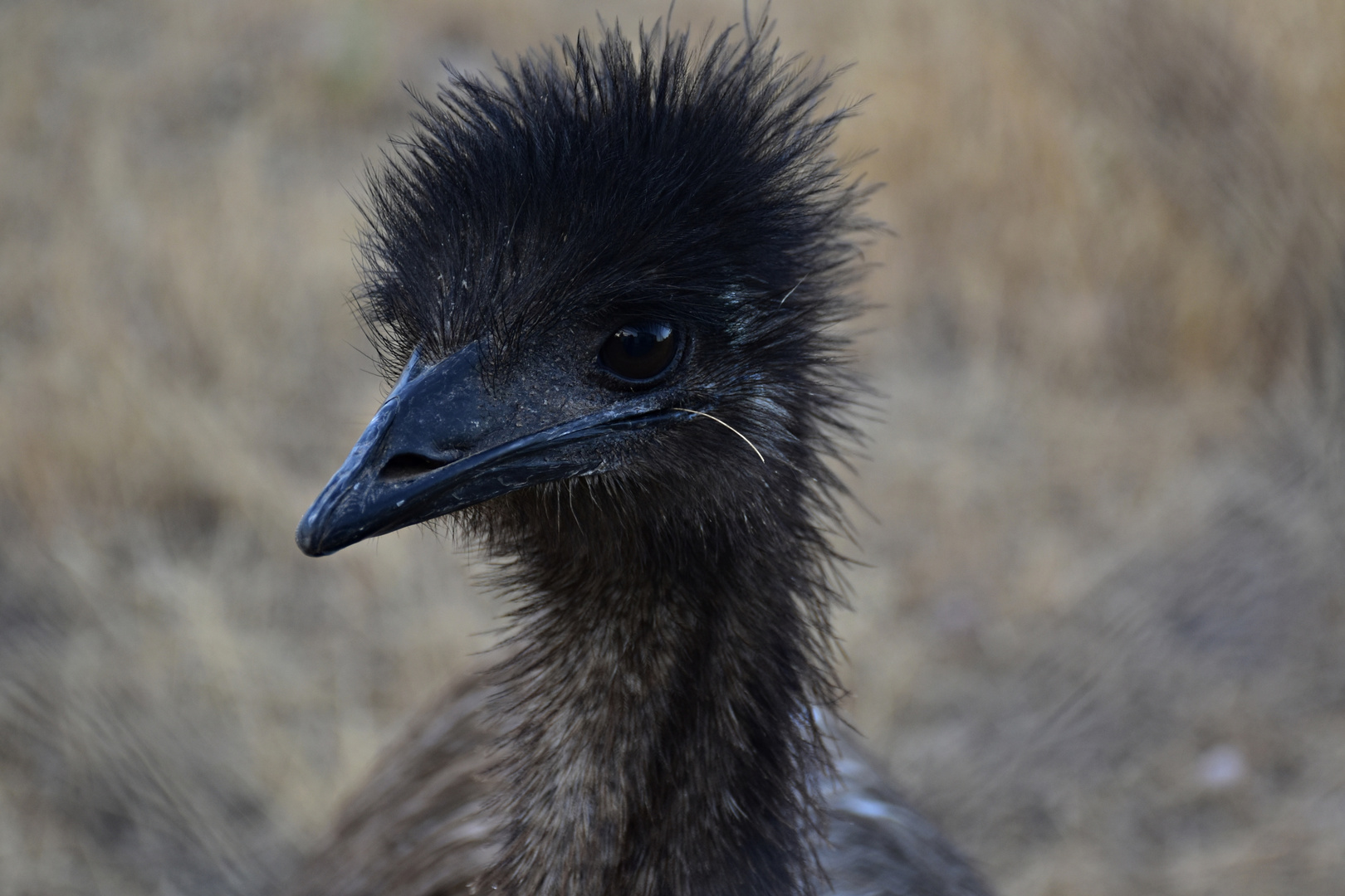 El pequeño emú.