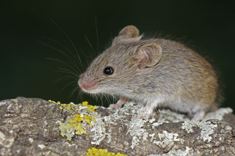 El pequeño ratoncito