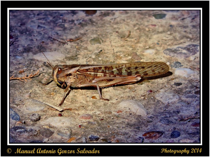 El Pequeño Saltamontes