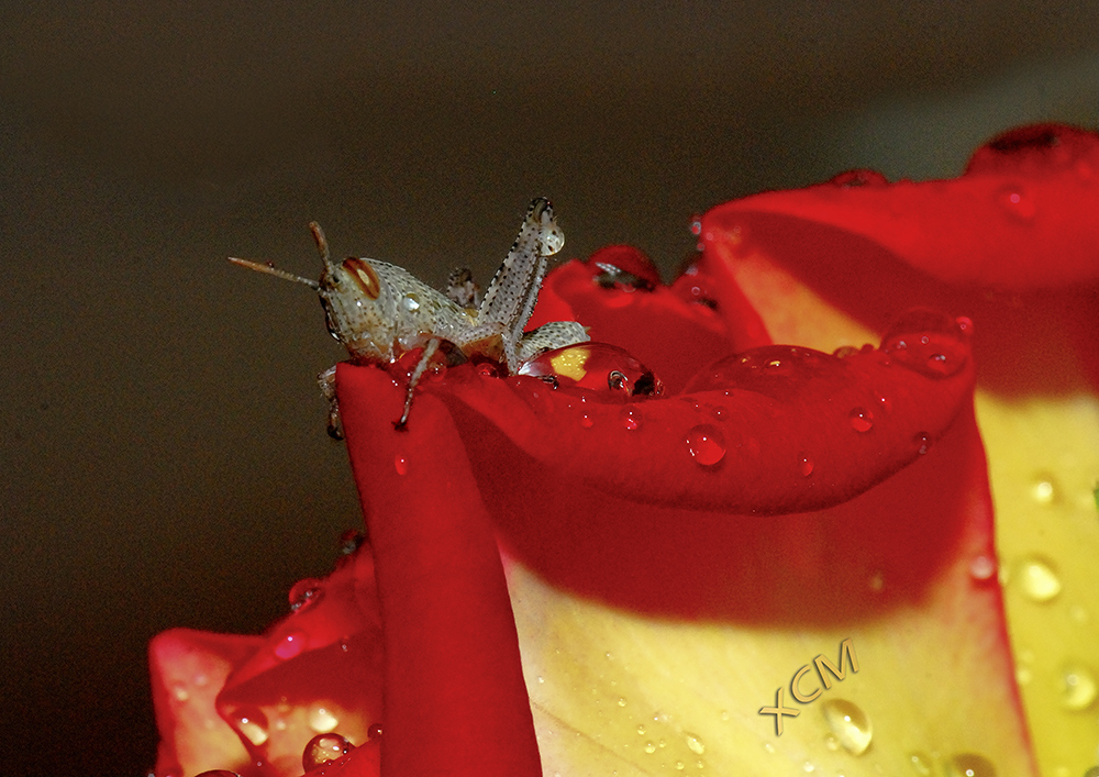 EL PEQUEÑO SALTAMONTES QUE VIVIA EN UNA ROSA