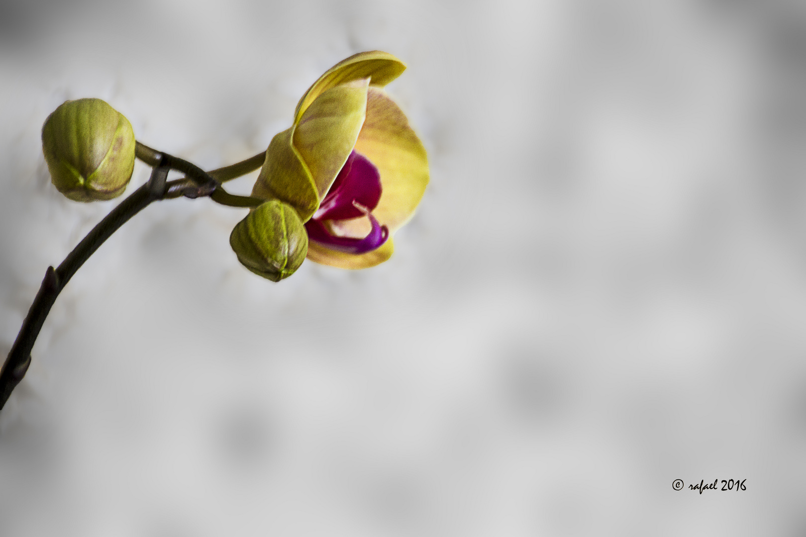 El perfil de una orquídea
