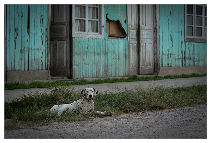 El perro bravo