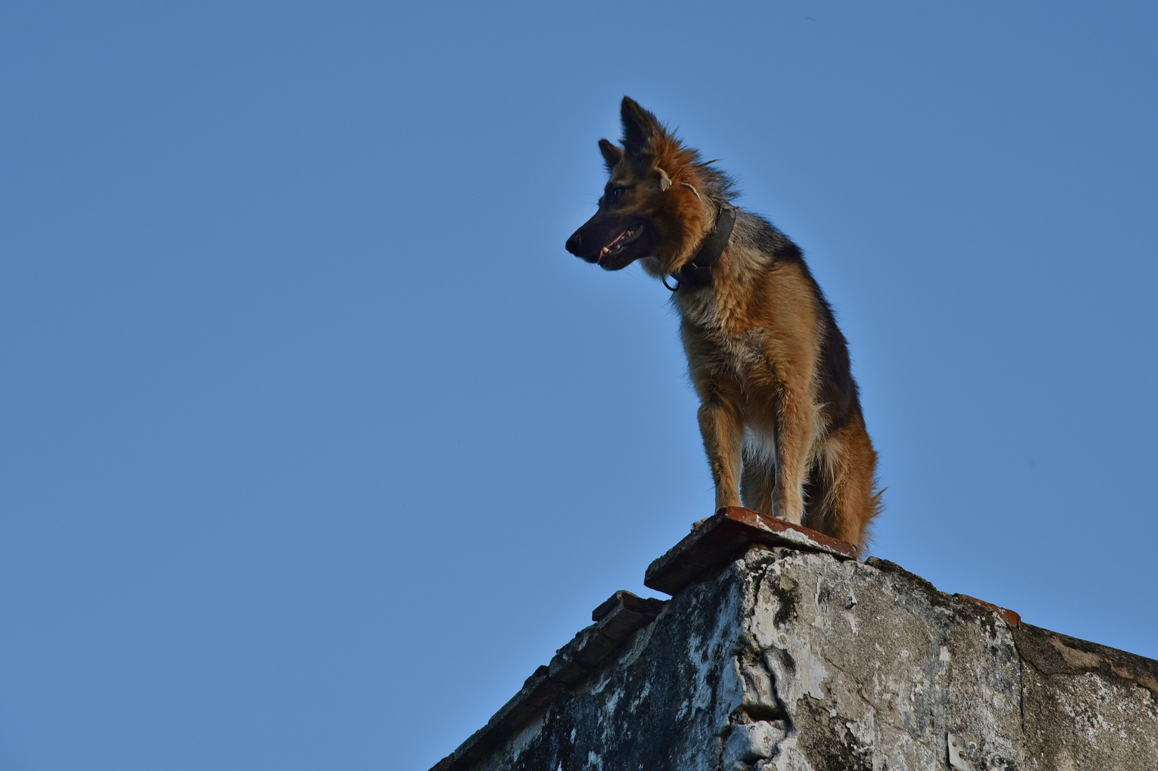 el perro de San Francisco