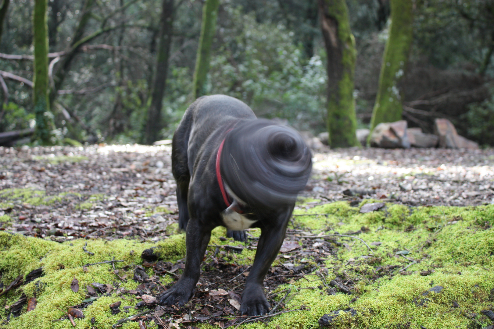 el perro fantasma