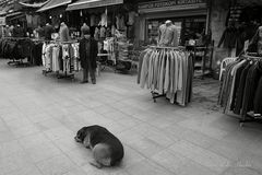 ...el perro que duerme...