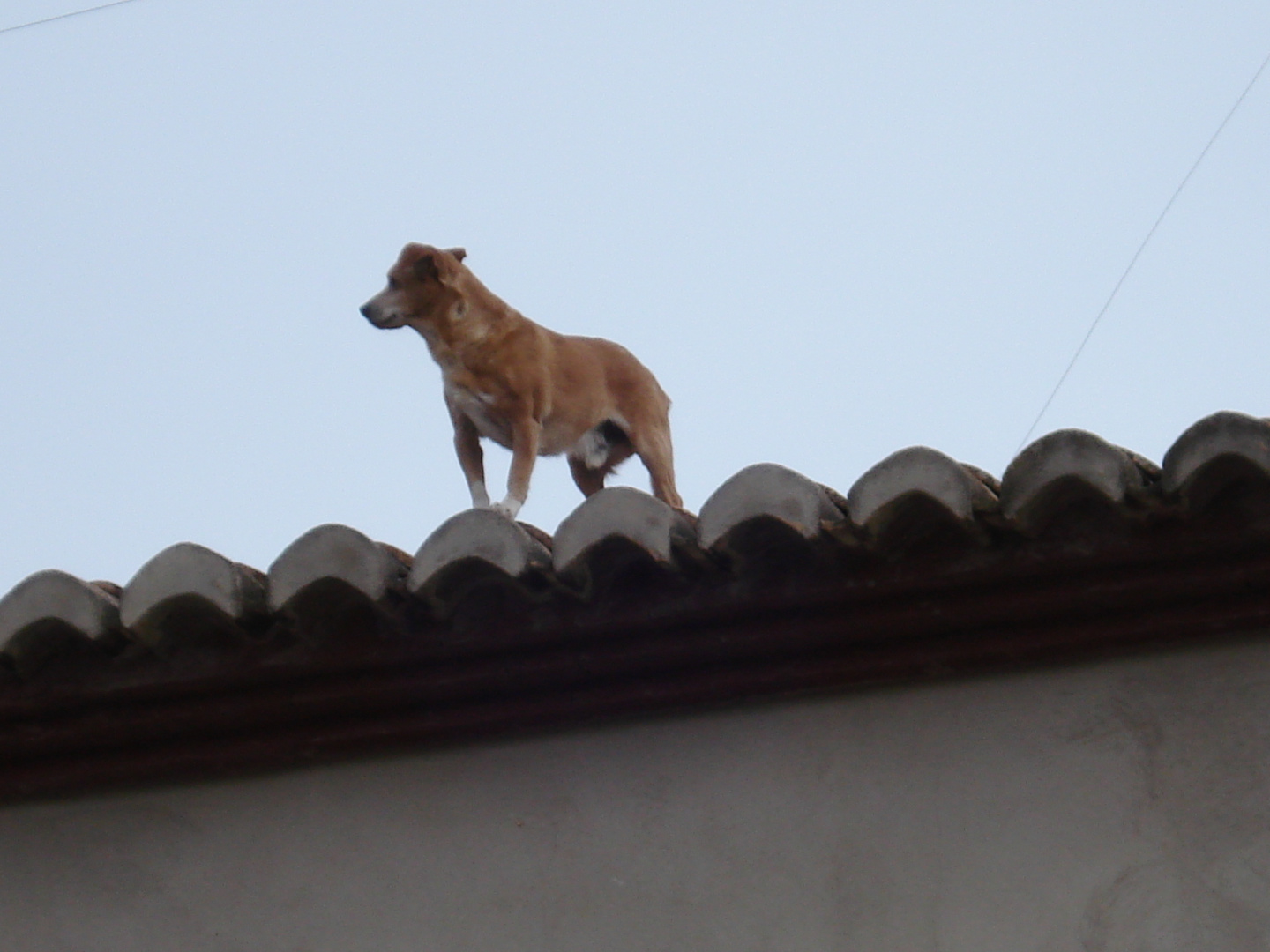 ¡¡¡¡ El perro voladorrrrr !!!!!