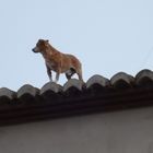 ¡¡¡¡ El perro voladorrrrr !!!!!