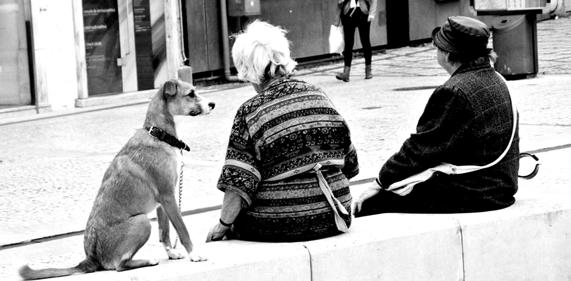 El perro y las damas.