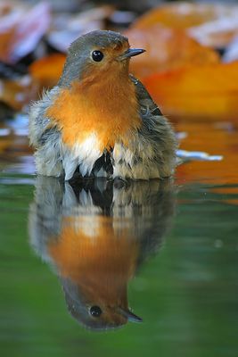 El Peti y su Reflejo
