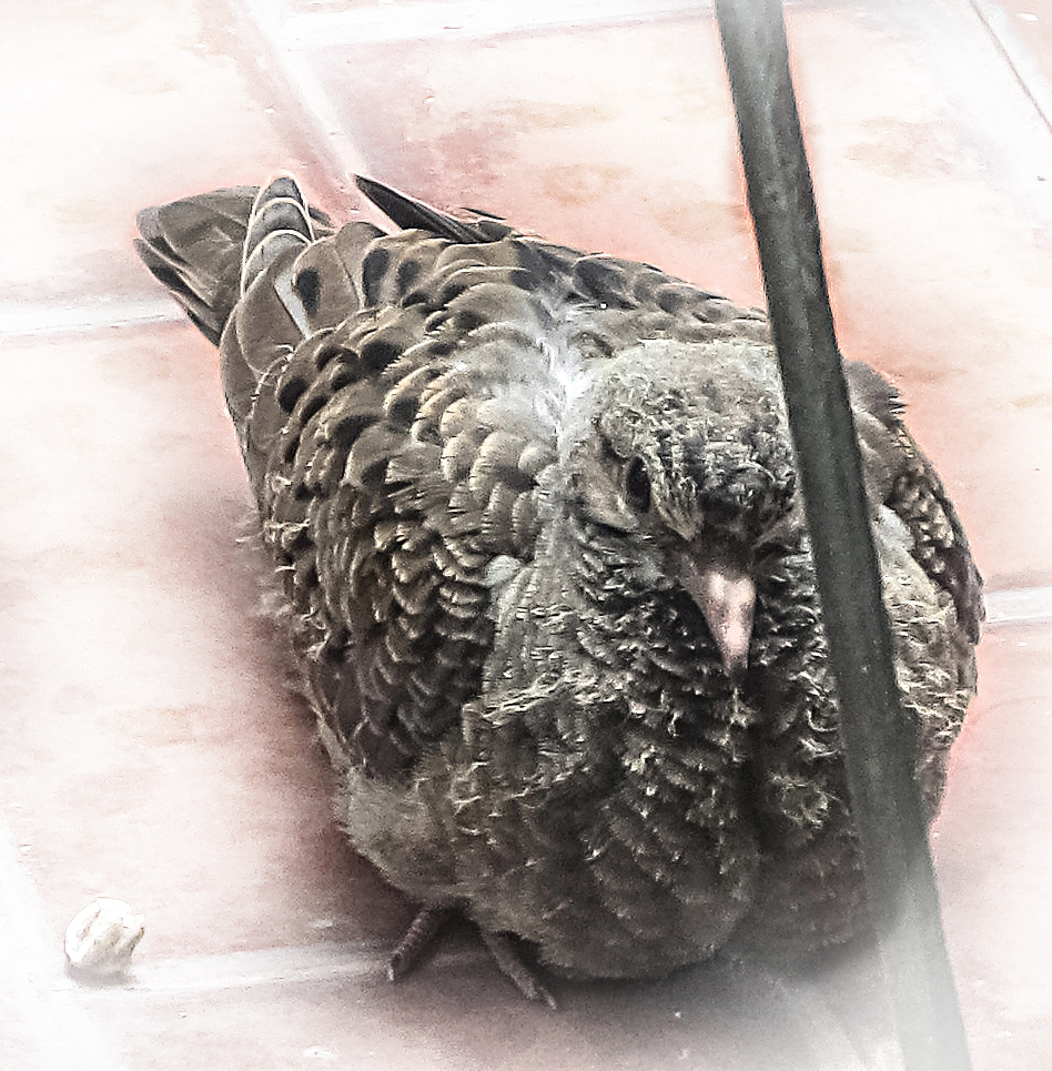 El pichon I Imagen & Foto fotos, animales, naturaleza Fotos de