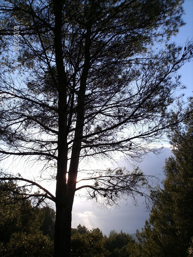 El pino ante el cielo