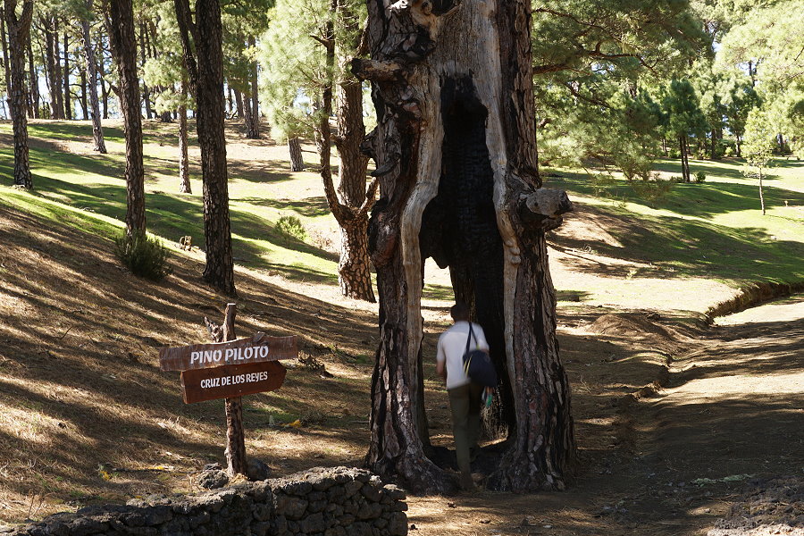 el pino piloto