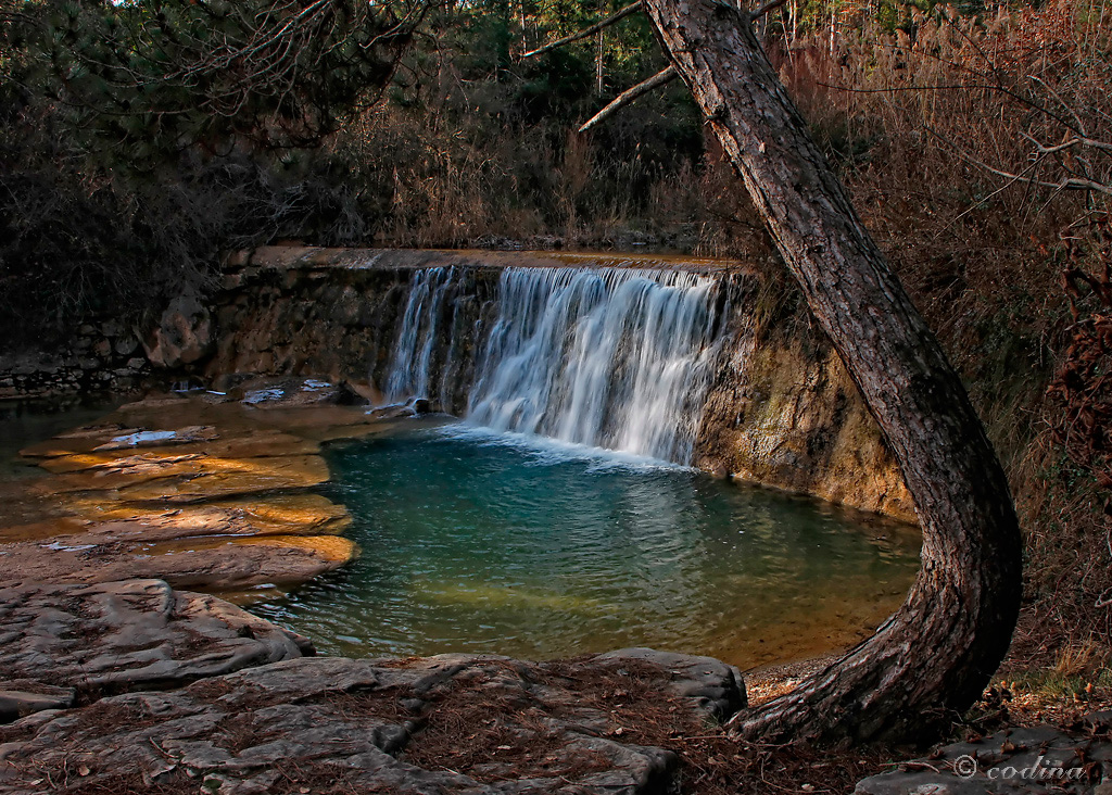 El pino y el agua