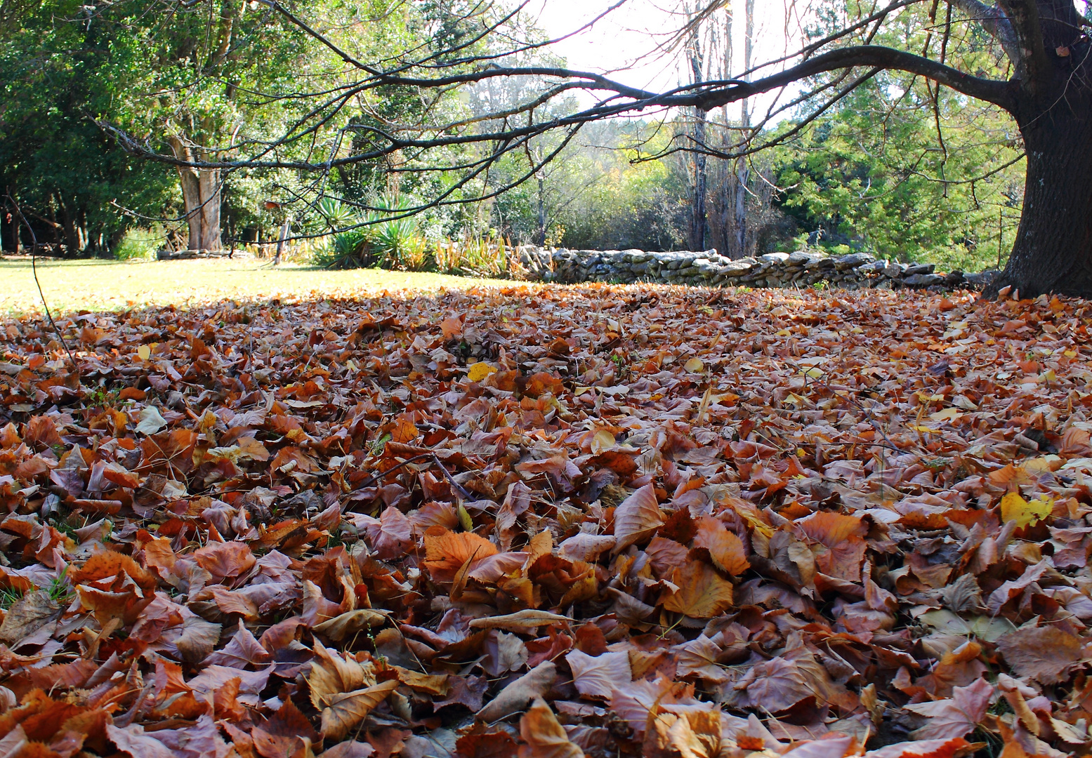 El placer de caminar sobre las hojas de otoño