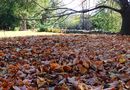 El placer de caminar sobre las hojas de otoño by Roberto Justo Robiolo 