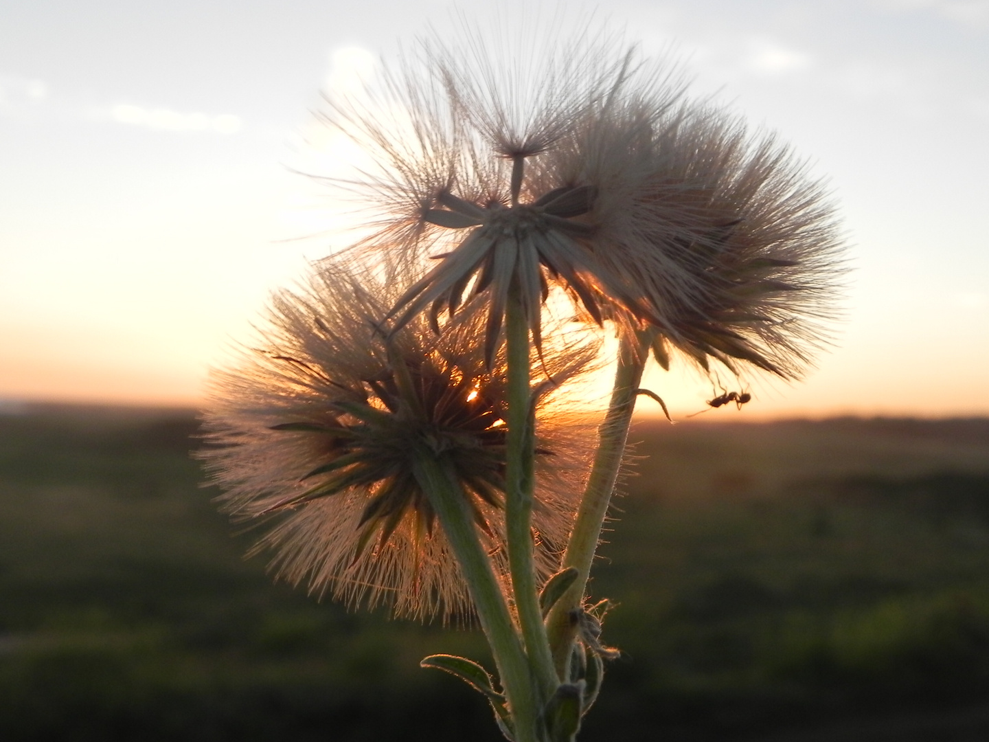 EL PLUMERILLO,EL OCASO Y LA HORMIGA